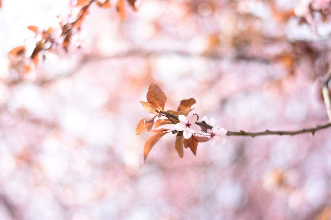 Pink cherry blossom petals on a branch with soft bokeh background, optimized for vertical phone screen display.