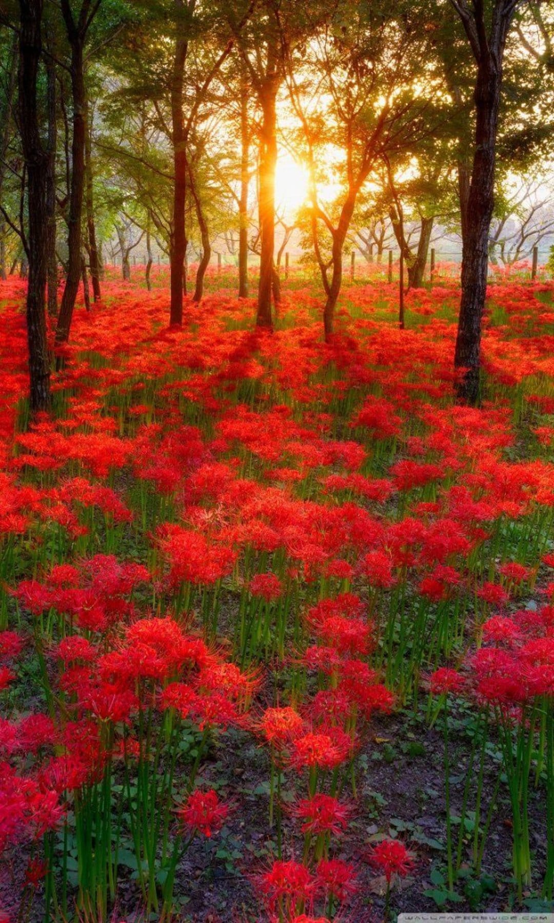 Red spider lilies cover a forest floor as sunlight filters through dark trees during a vibrant golden hour.