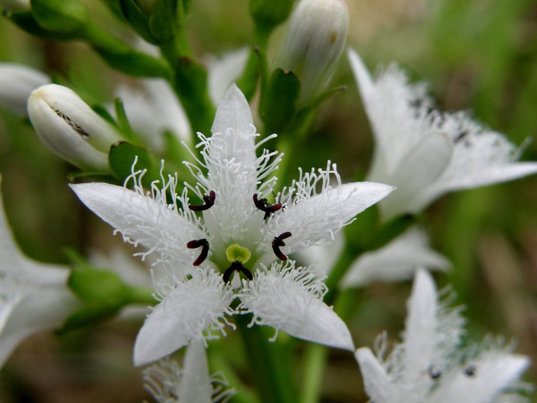 White fringed star-shaped flower with dark centers and intricate petal edges against a blurred green backdrop.