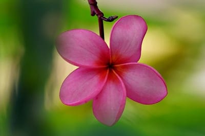 Pink plumeria flower with a fuchsia center hanging from a dark branch against a blurred green leafy background.