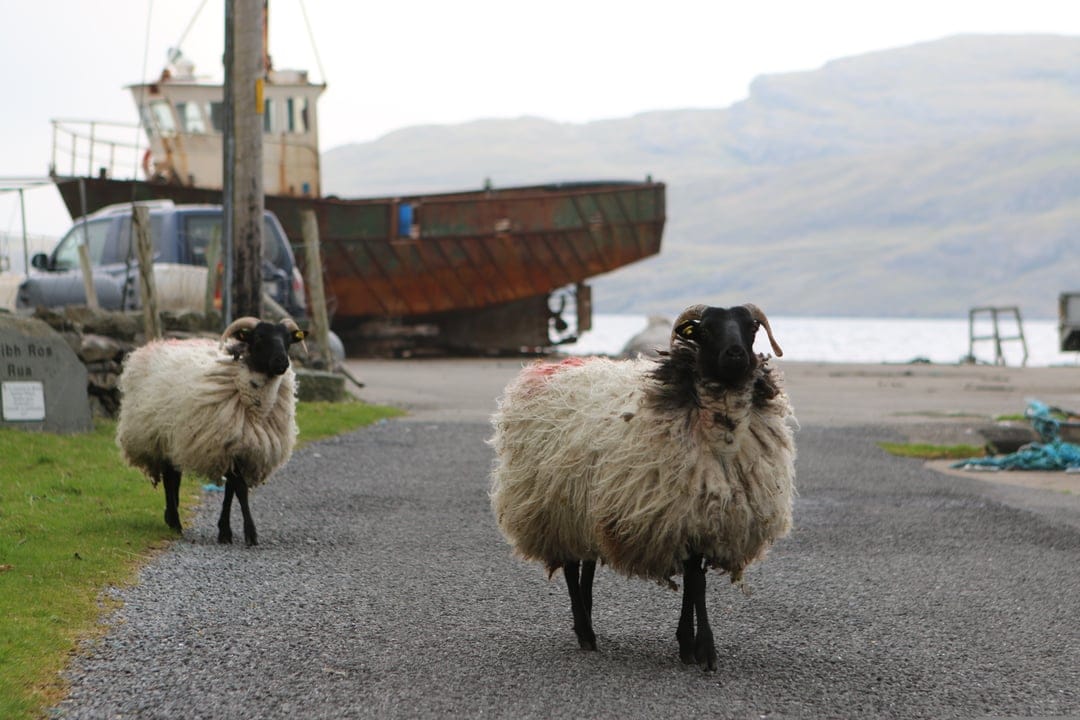 Two black-faced sheep walk along a gravel road beside a large rusted boat on a misty coastal shore.