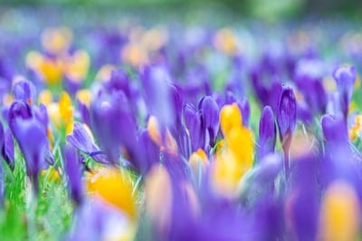 flowers,petals,windows wallpaper,plants,blossoms,4k wallpaper,flower background,flora,4k wallpaper,spring,wallpaper 4k,cool backgrounds,flower wallpaper,garden,spring flower,beautiful wallpaper,crocus,nature wallpaper,nature,violet