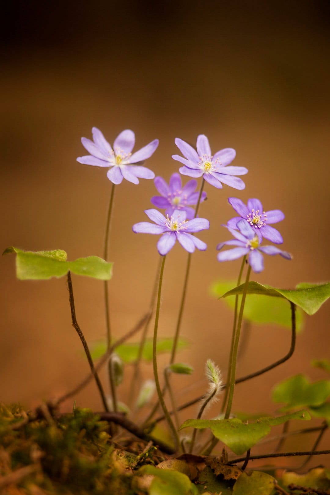 Purple anemone flowers with golden centers bloom on slender stems amidst green leaves and a soft brown background.