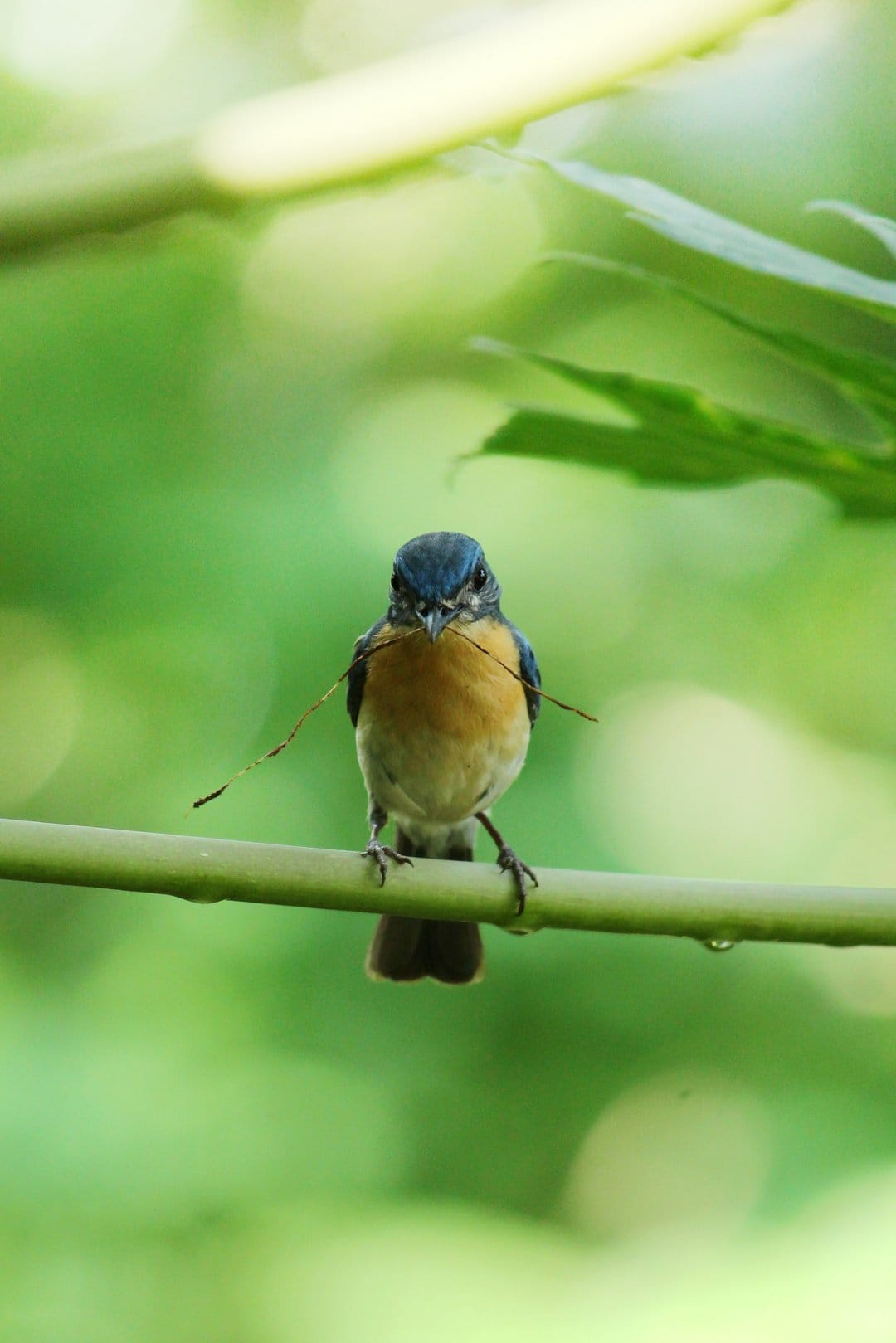 Blue and orange bird perches on a green branch with a twig in its beak against a soft blurred forest background.