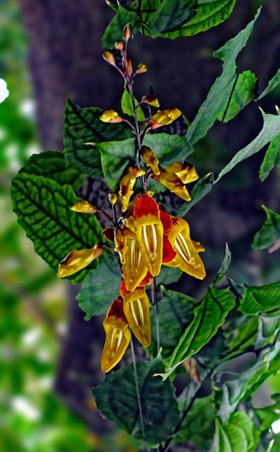 orchid,beautiful flowers,flower background,flower,flower wallpaper,plant,wild orchid,exotic,nature,flowering
