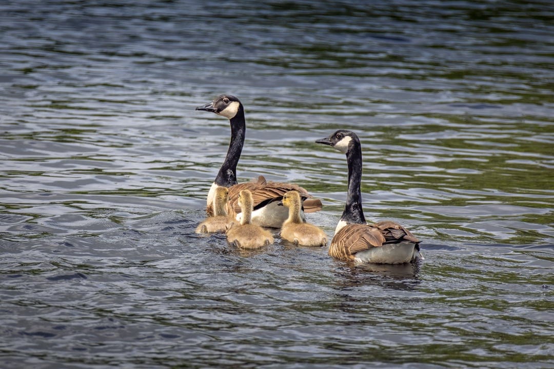 Canada geese parents lead a group of fuzzy goslings across calm, rippling water in a natural outdoor setting.