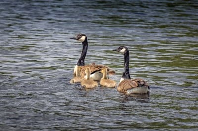 birds,mac wallpaper,windows wallpaper,desktop backgrounds,full hd wallpaper,hd wallpaper,laptop wallpaper,wallpaper hd,ducks,wallpaper 4k,ducklings,nature,family,cool backgrounds,4k wallpaper,free background,4k wallpaper,free wallpaper,hd,wallpaper
