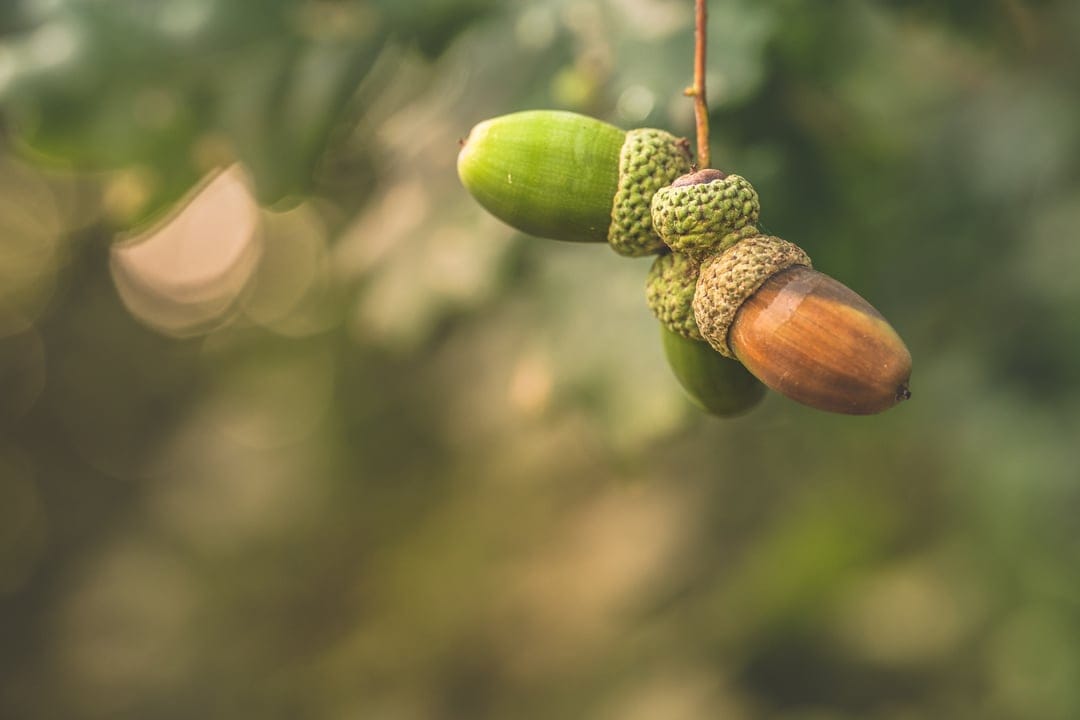 Green and brown acorns hang from a thin oak branch against a blurred green forest background in a macro shot.