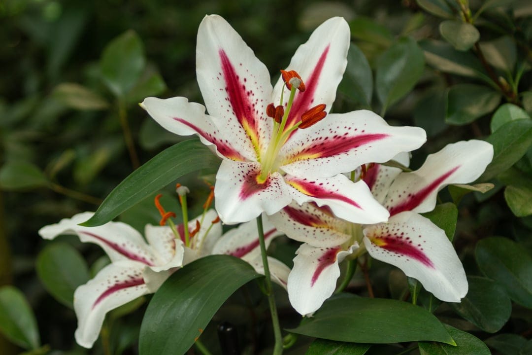 White lily petals with red streaks and yellow stamen surrounded by deep green leaves in a close-up view.