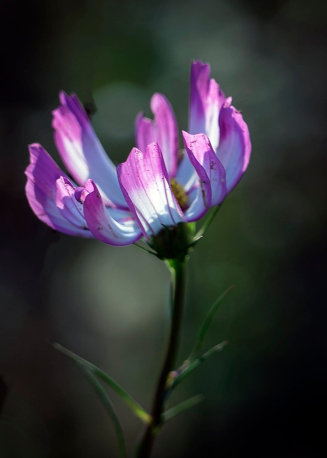 Purple and white cosmos flower with delicate petals and a yellow center against a dark bokeh background.