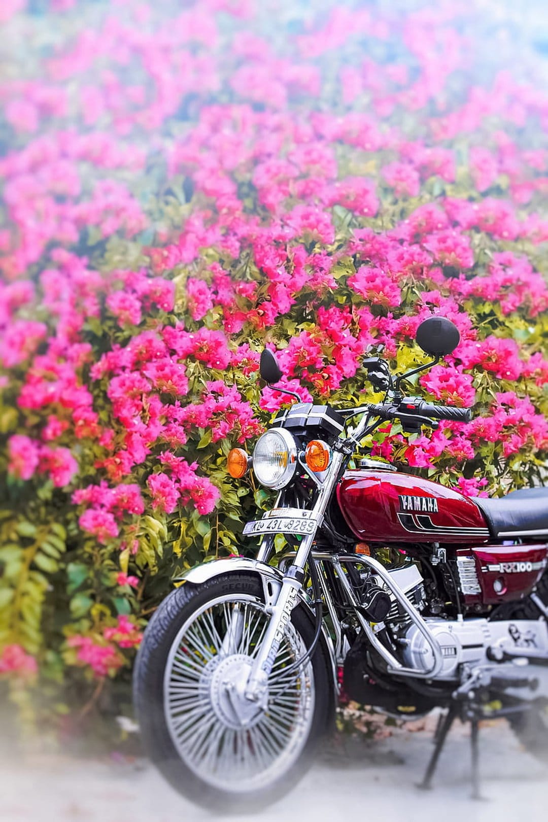 Red Yamaha RX100 motorcycle parked in front of blooming pink bougainvillea flowers with a soft bokeh background.