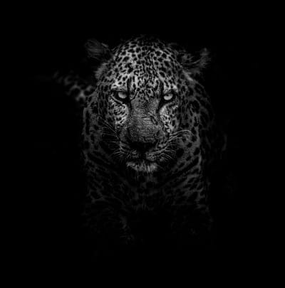 leopard,predator,muzzle,bw