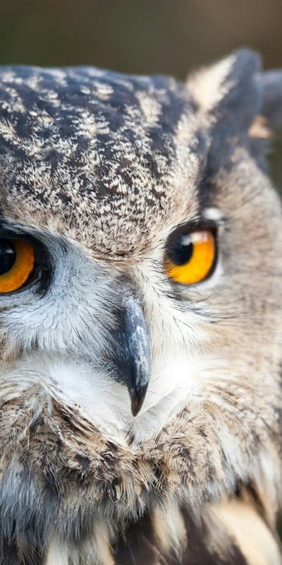 Owl wallpaper,Owl desktop wallpaper,Owl,bird wallpaper,wildlife wallpaper
