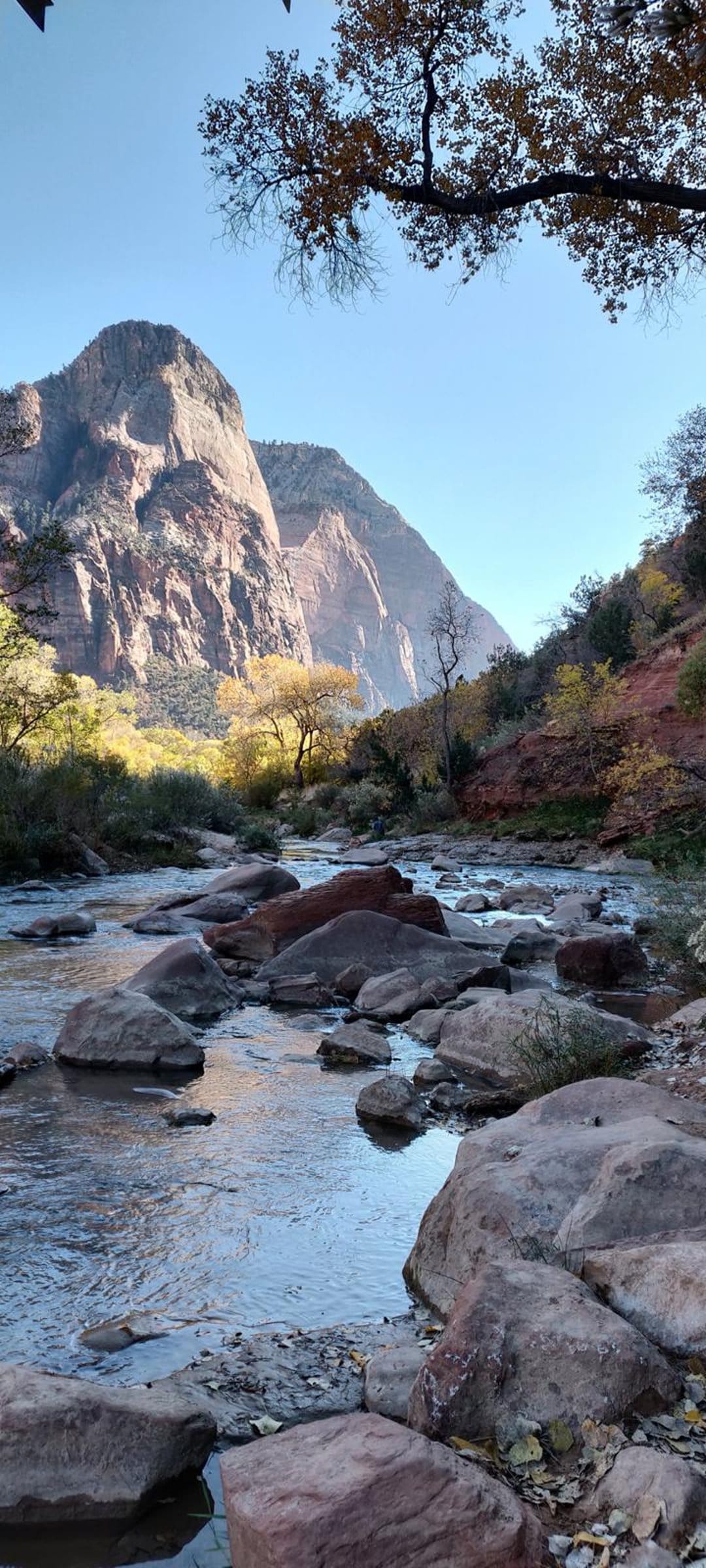 A clear creek flows over smooth rocks beneath towering sandstone cliffs and yellow autumn trees under a blue sky.