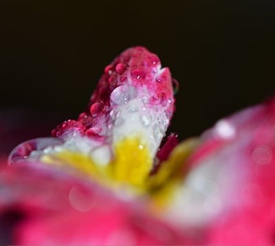 Pink flower petals with glistening water droplets and a soft yellow center against a dark blurred background.