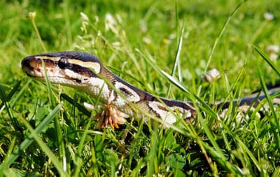 Snake  wallpaper,Snake  iPhone wallpaper,Snake,Snake  in grass,animal