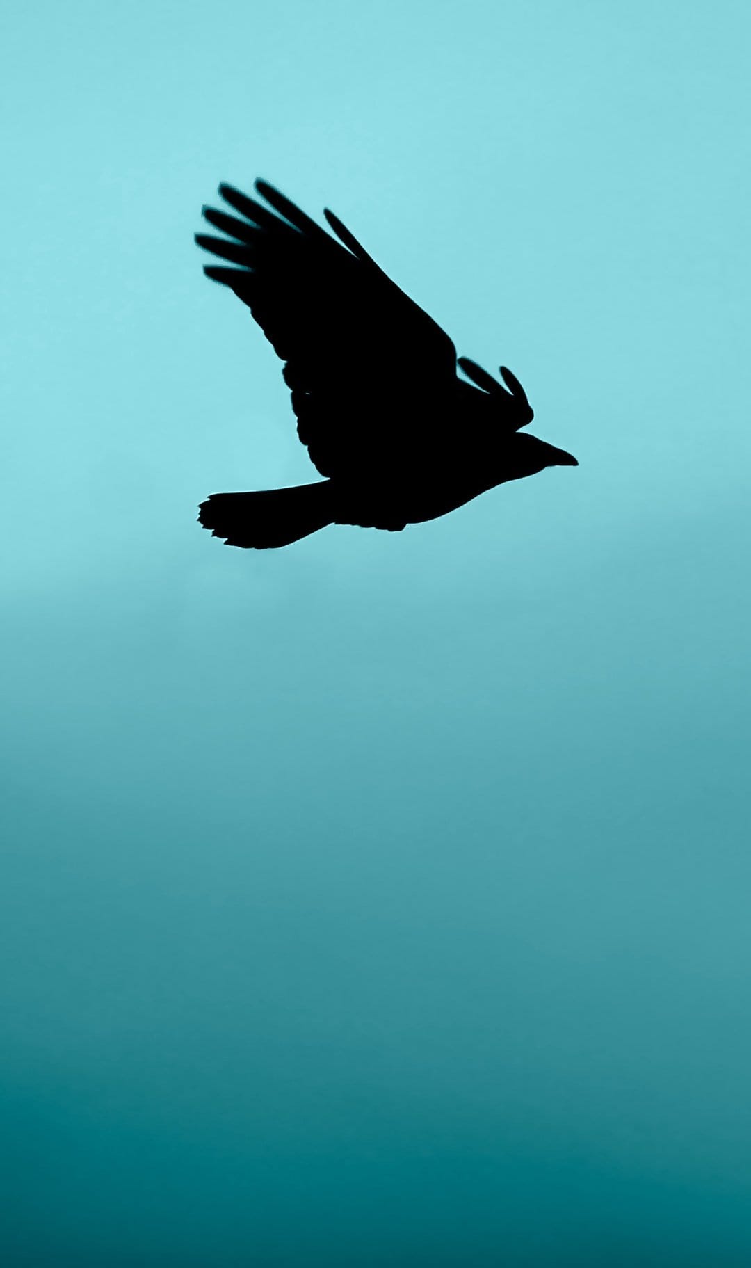Crow with spread wings flies against a gradient teal sky, creating a high-contrast minimalist silhouette.