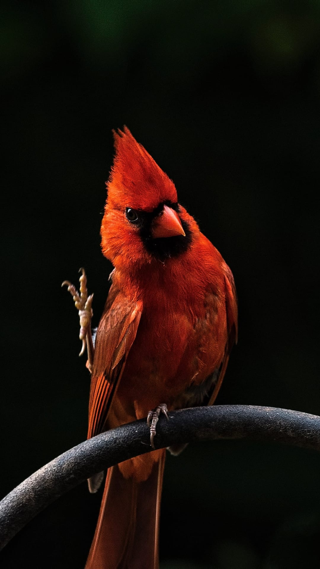 Red male Northern Cardinal bird with a black mask and crest sits on a branch against a dark solid background.