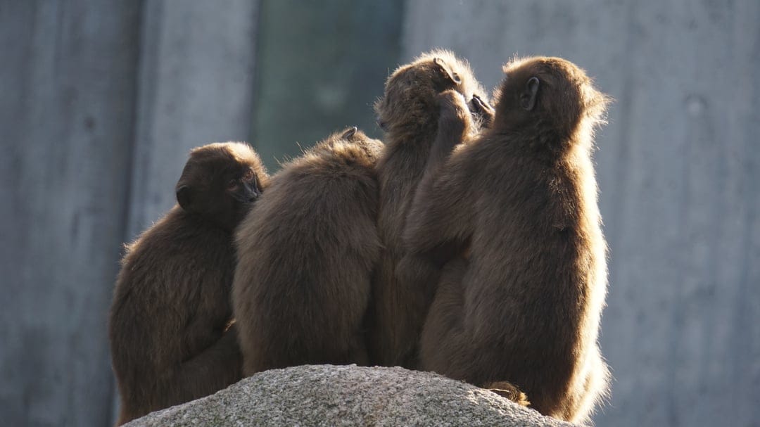 Four brown monkeys huddle together on a gray rock with warm sunlight highlighting their textured fur and faces.