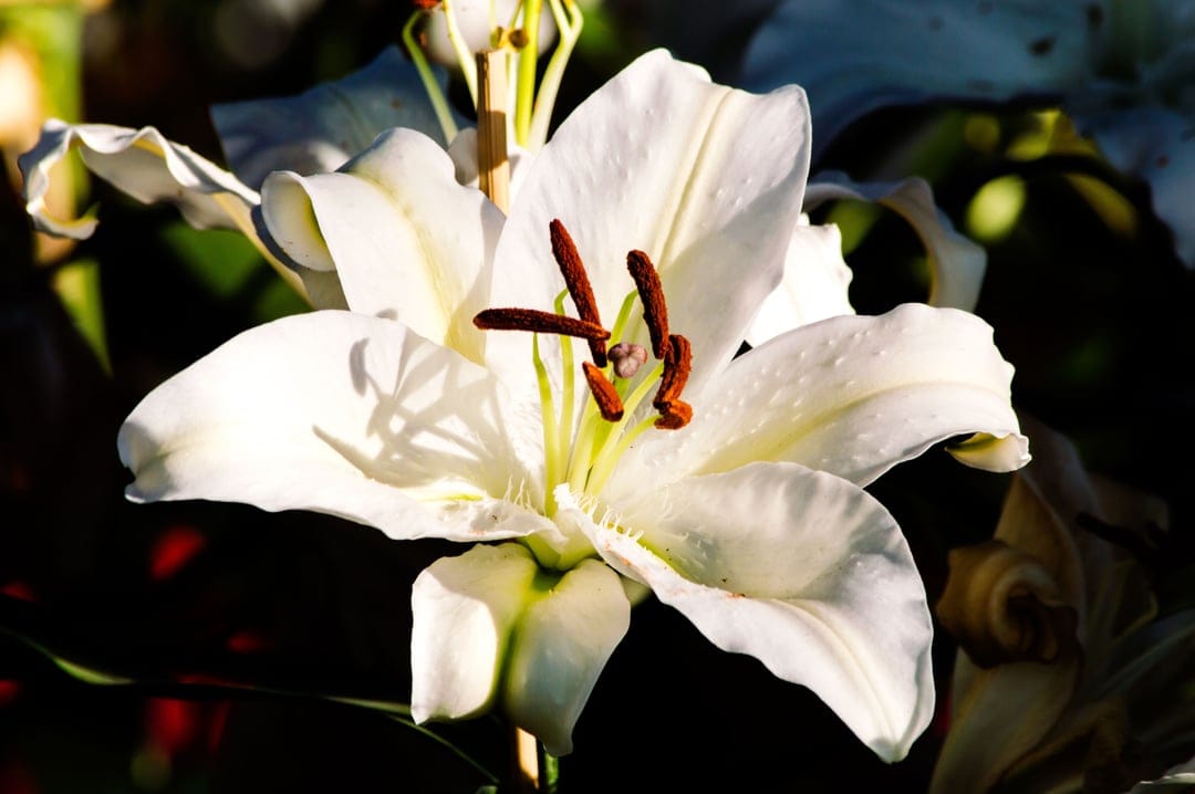 White lily with translucent petals and yellow stamen set against a blurred black background in macro detail.