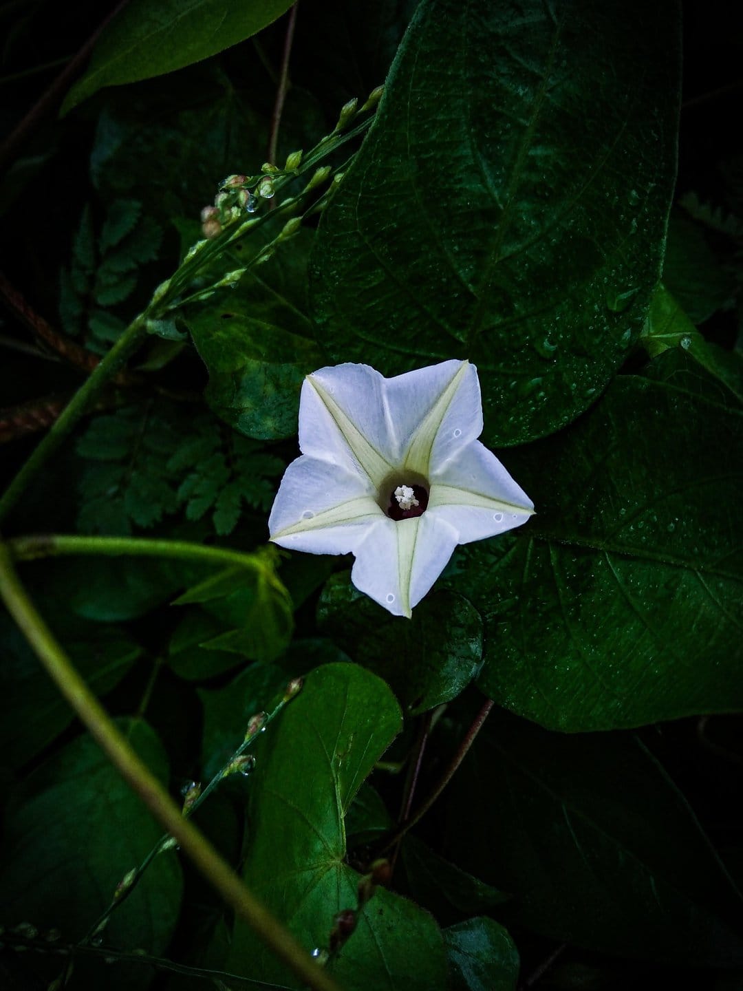 Five-pointed white flower centered among dark green leaves covered in shimmering morning dew droplets.