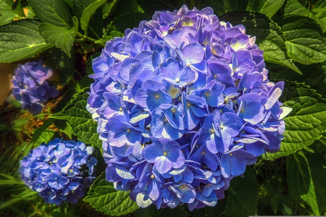Blue hydrangea flower clusters with delicate petals surrounded by green leaves in soft natural garden light.