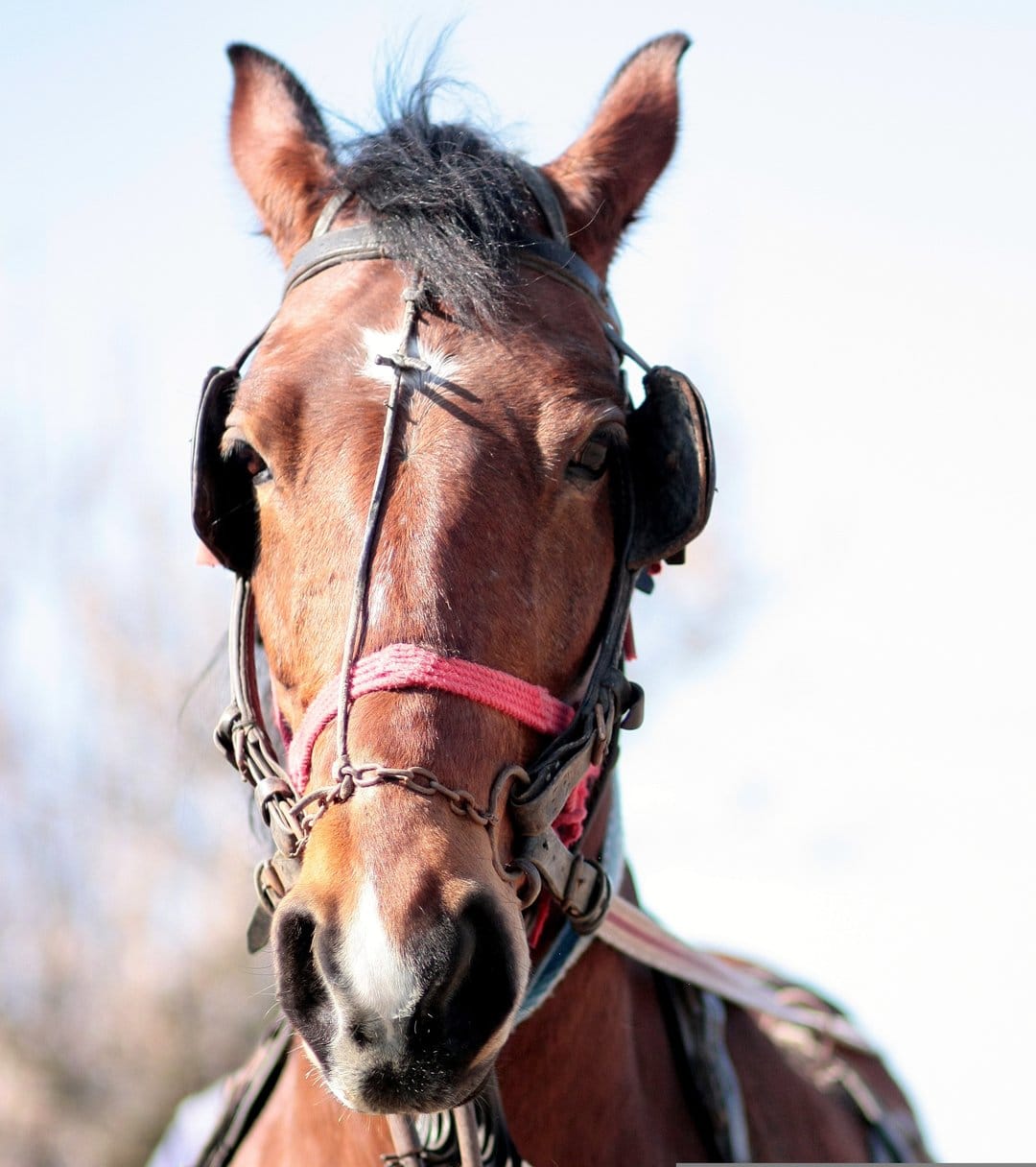 Brown horse with a white blaze wearing a pink halter and black fly veil against a bright blurred sky background.