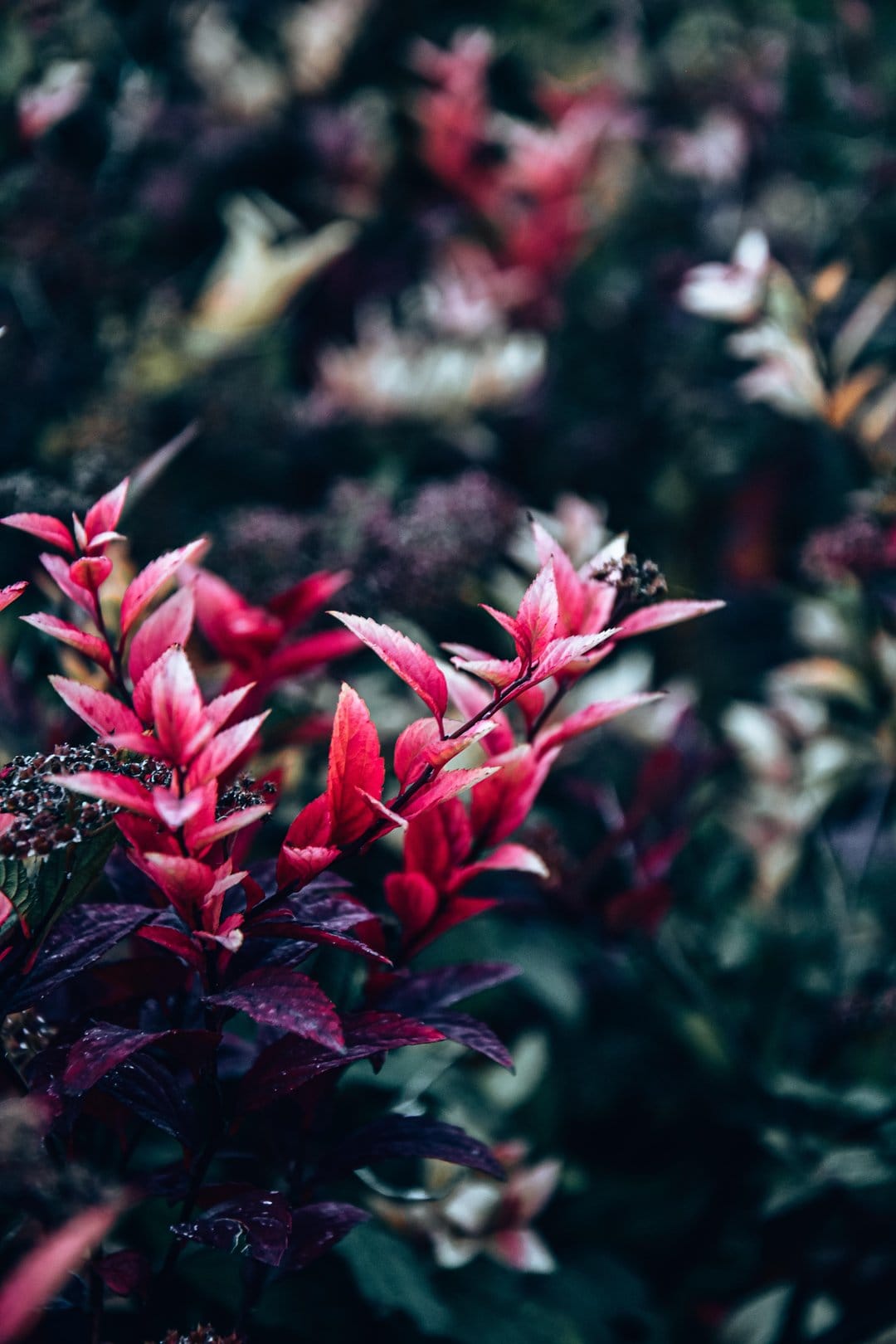 Fuchsia-red plant leaves with pink highlights and white edges on a dark, moody out-of-focus floral background.