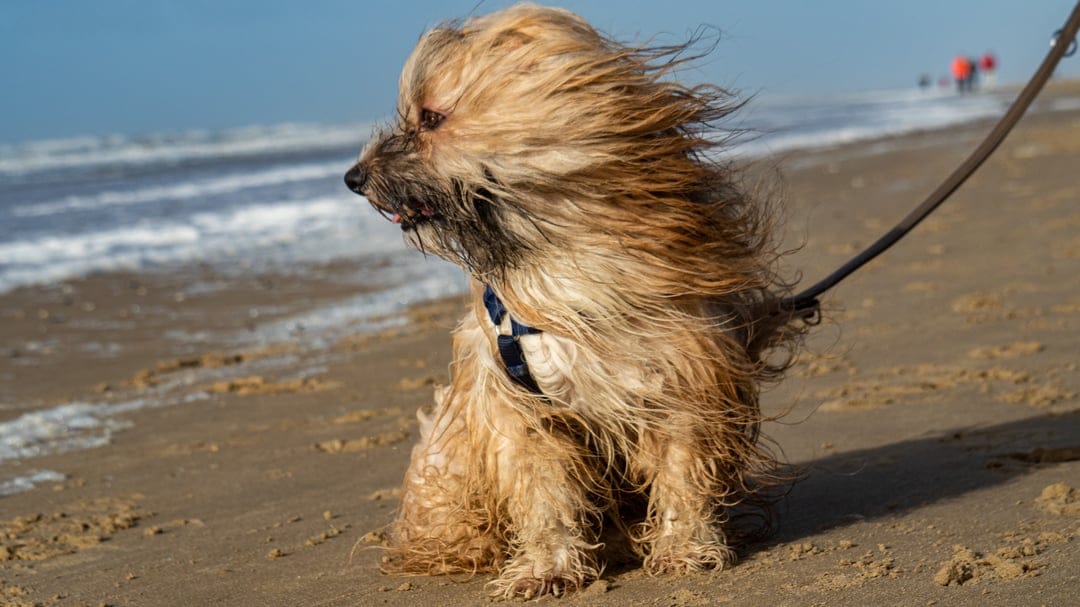 Shih Tzu dog with windblown fur sits on a sandy beach while ocean waves crash under a bright blue summer sky.