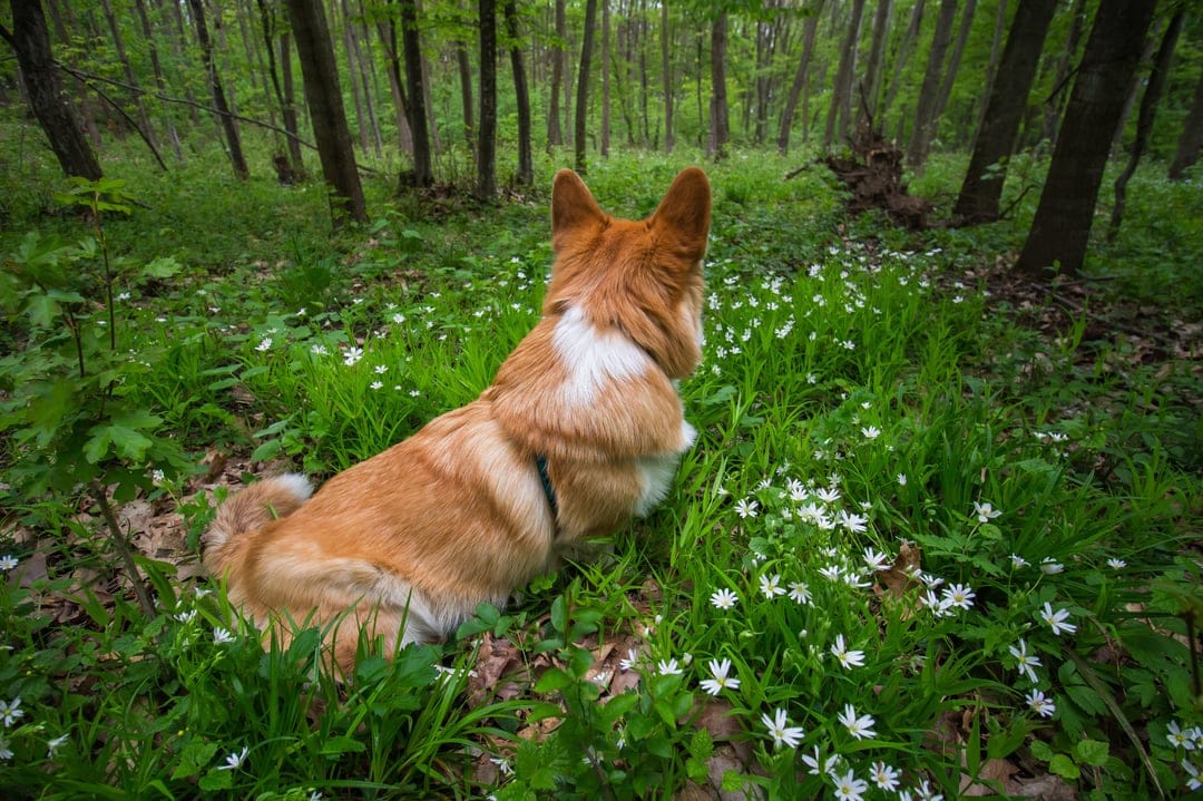 Corgi dog sitting in a field of white wildflowers within a sun-drenched green forest during springtime.