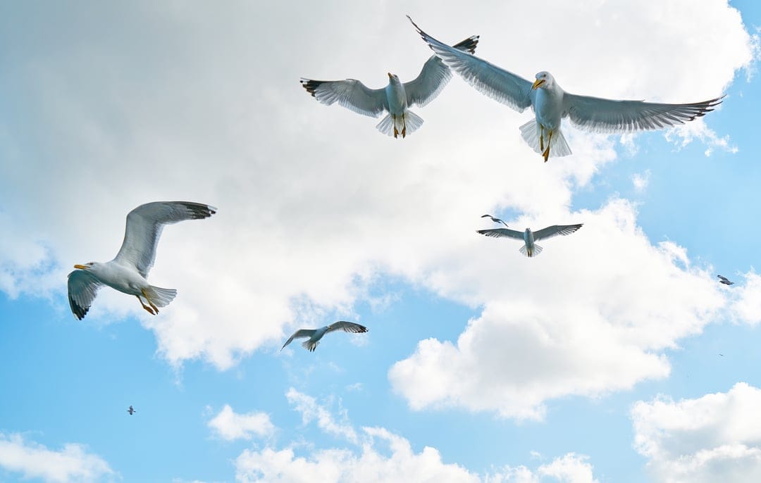 White seagulls with outstretched wings soar through a bright blue sky filled with fluffy white cumulus clouds.