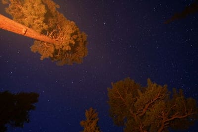 Forest stars,Forest stars wallpaper,sky wallpaper,sky desktop wallpaper,Forest stars background