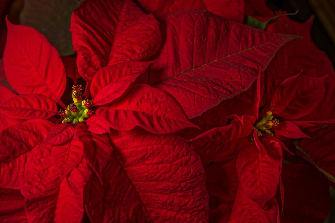 Red poinsettia petals with velvety textures and a yellow-green center in a detailed macro floral wallpaper.