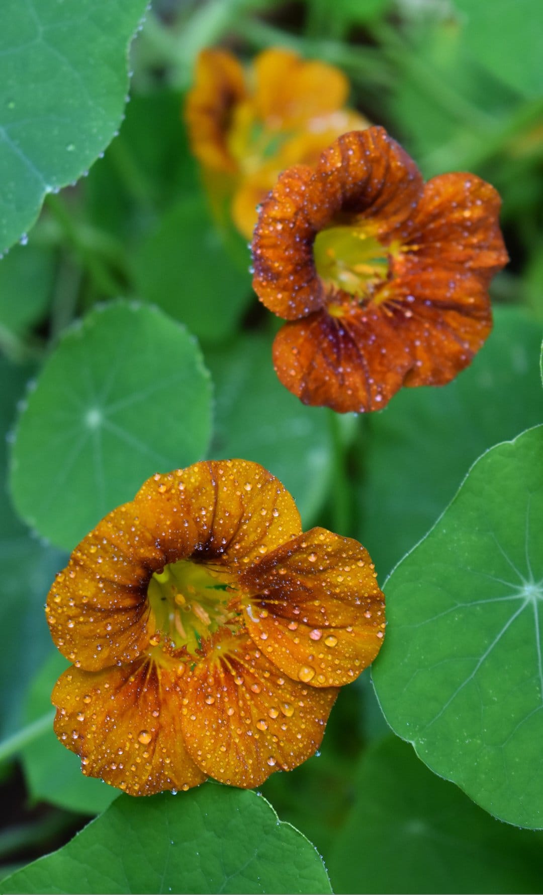 Orange nasturtium flowers with clear water droplets on petals against a soft-focus background of green leaves.