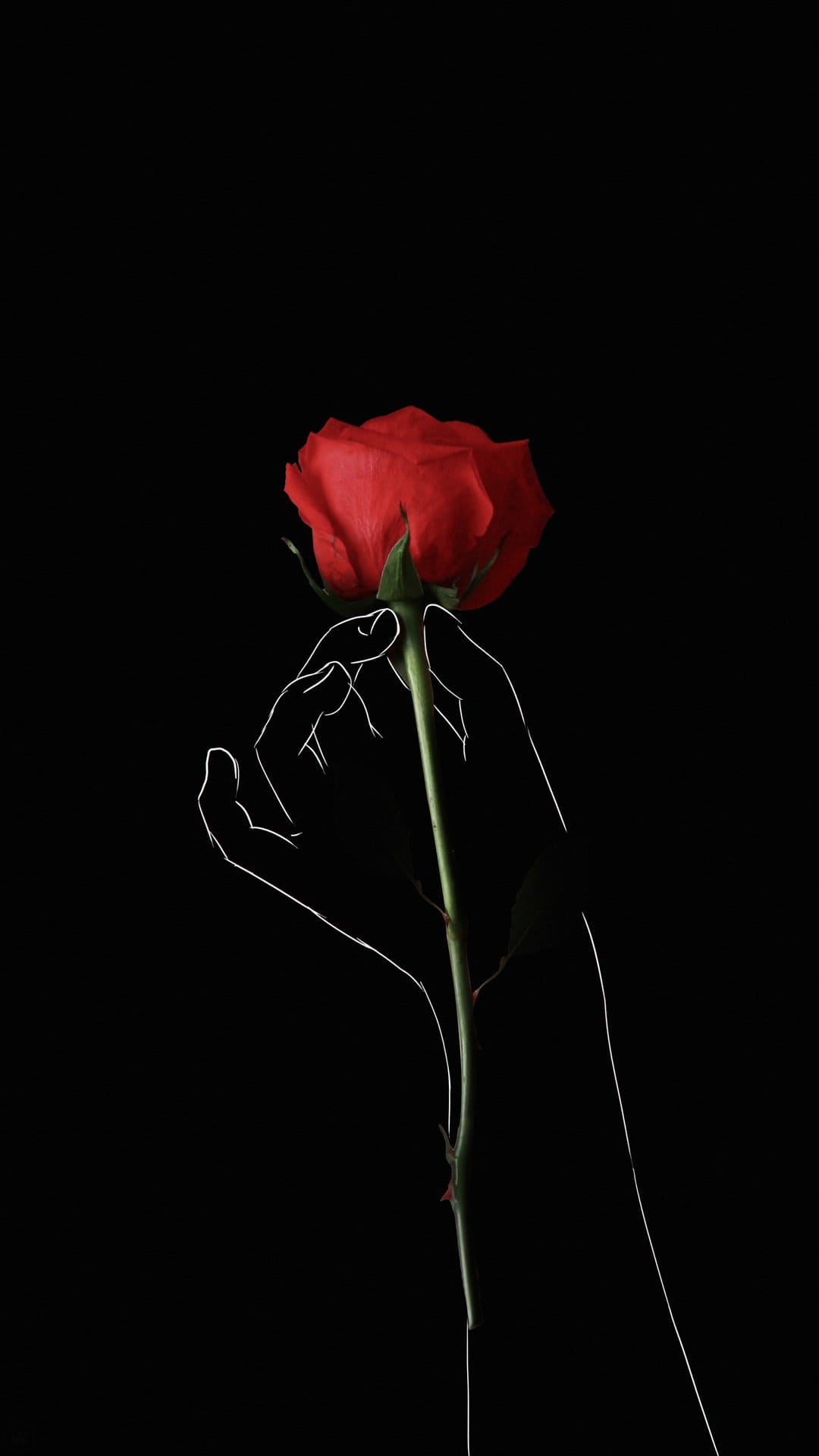 Red rose held by a minimalist white-outlined hand against a solid black backdrop in a vertical composition.