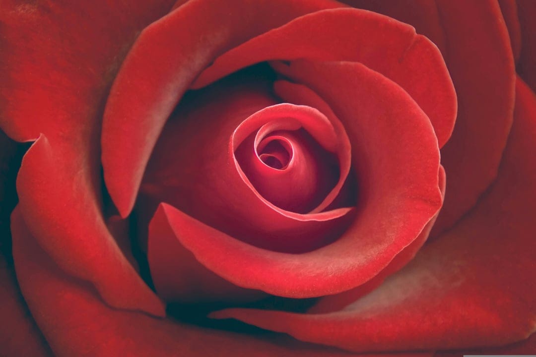 Red rose petals curving in a tight spiral with soft light hitting the velvety crimson texture in a macro view.