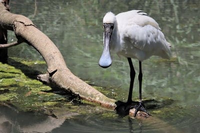 royal spoonbill,hd wallpaper,free background,mac wallpaper,nature background,wallpaper hd,waterfowl,feathers,bird,watching,windows wallpaper,beautiful nature,full hd wallpaper,Adelaide,animal,laptop wallpaper,Australian,avian,background,beak