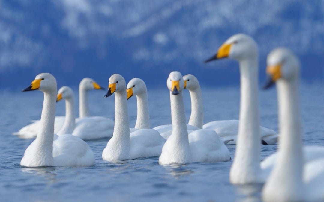 White Whooper Swans glide across tranquil blue water with soft mountains and a hazy sky in the background.