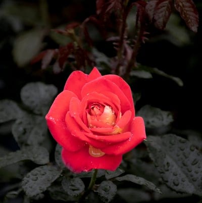 Red rose petals covered in clear dew drops against a dark green leafy background in a vertical close-up shot.