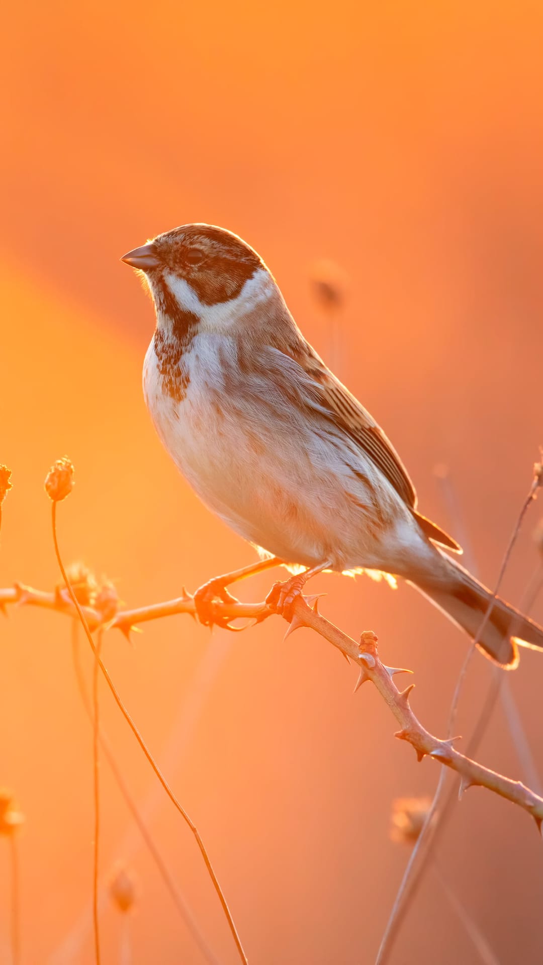 Reed Bunting bird with detailed brown plumage perched on a thorny branch during a glowing golden hour sunset.