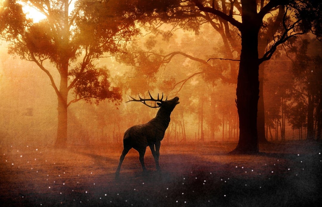 Majestic stag with large antlers howling in a misty forest at sunset with glowing lights on the ground.