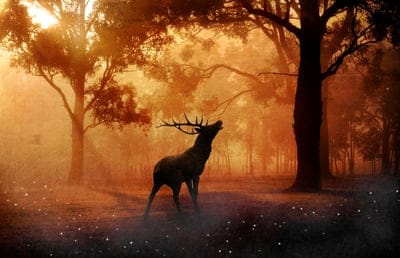 Deer  wallpaper,Deer,animal wallpaper,wild life,Deer  background,forest wallpaper