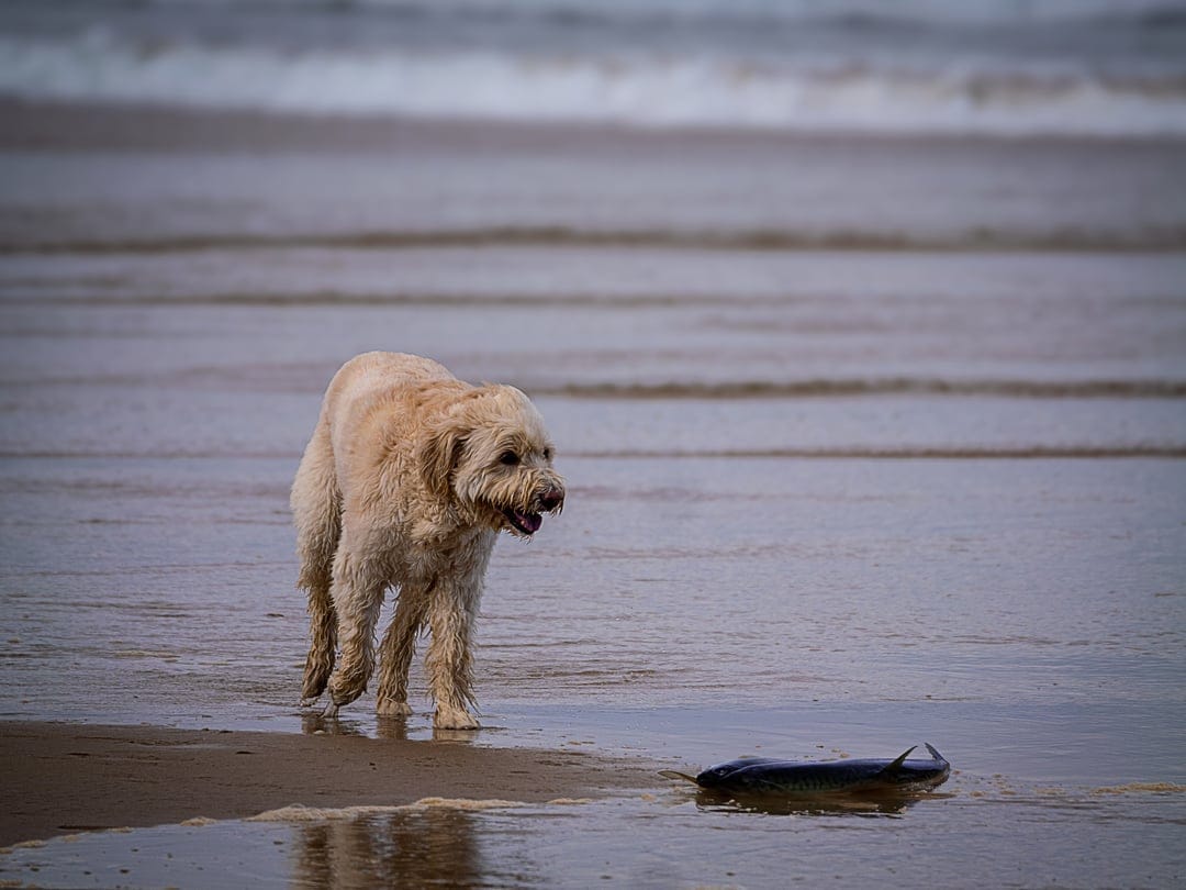 Cream-colored fluffy dog standing on wet sand looks at a dark frisbee floating in shallow ocean waves at a beach.