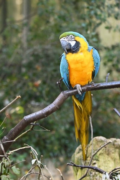 Blue and gold macaw with yellow feathers and an azure wing perches on a branch against a blurred green forest.