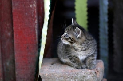 Tabby kitten with blue eyes and striped fur sits on a red brick, looking alert against a rustic background.