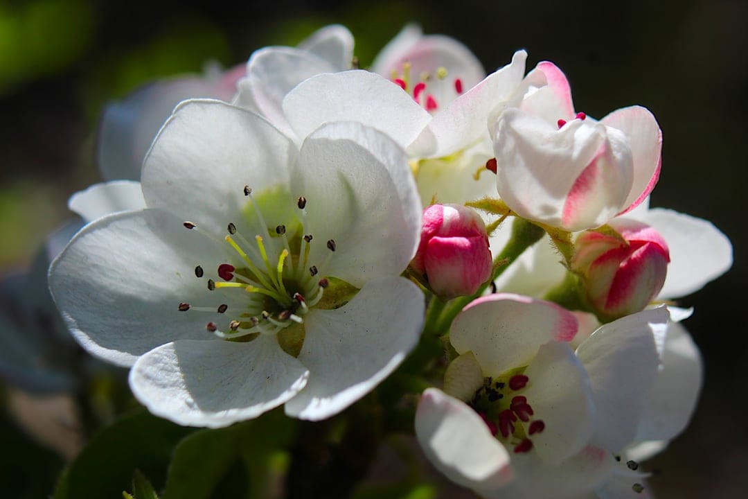 White pear blossoms with pink buds and dark stamens illuminated by sunlight against a dark blurred background.