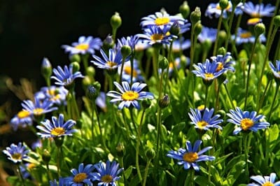 Blue daisies with yellow centers bloom in a sun-drenched field against a dark, blurred background of foliage.