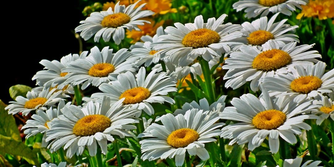 White daisy flowers with bright yellow centers bloom against a dark, out-of-focus green background.