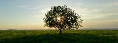 Tree wallpaper,Tree background,Tree aesthetic wallpaper,desktop wallpaper,iPhone Tree wallpaper