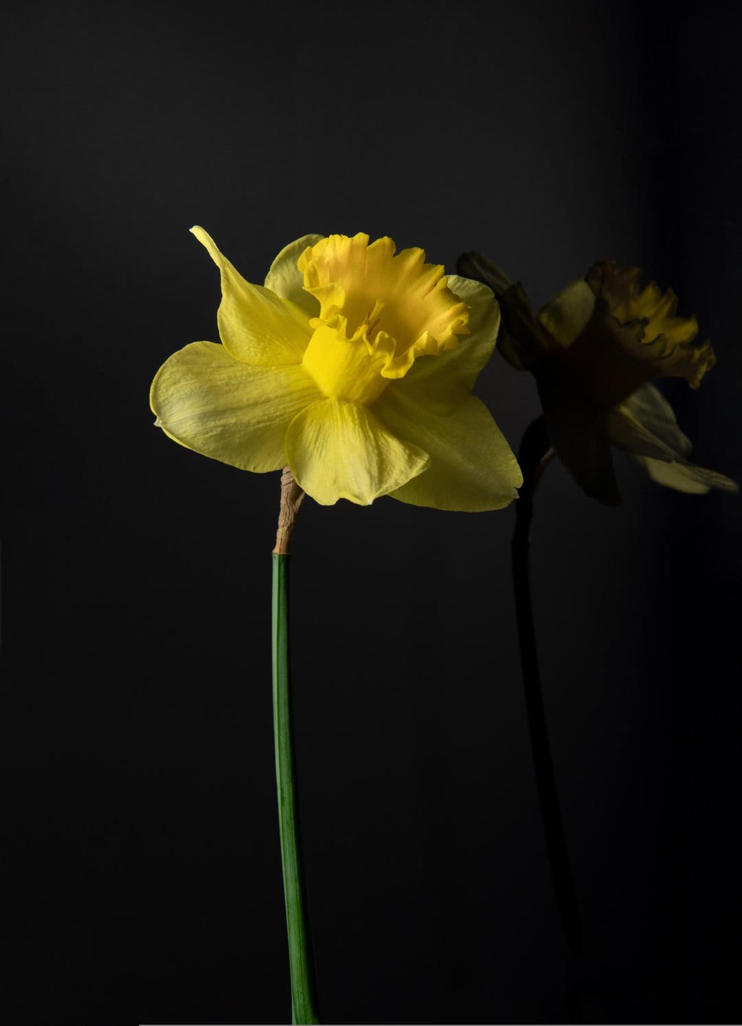 Yellow daffodil flower with ruffled petals reflecting on a glossy black surface in a vertical composition.